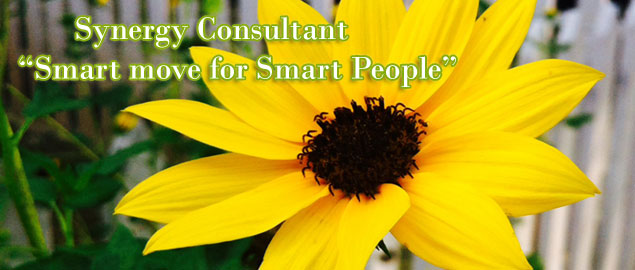 synergy consultants